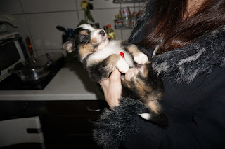 Baby australian shepherd