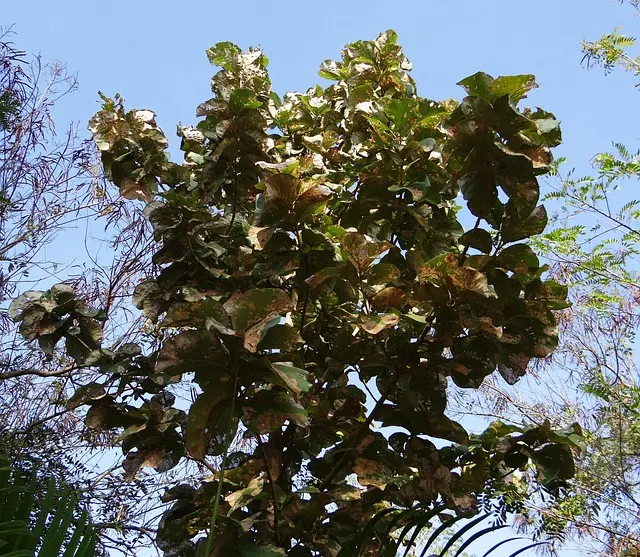 A Teak tree with lush green leaves against a vibrant blue sky.
