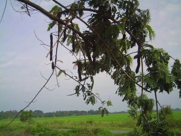 TERATAK SENJA: Buah Kote (Samanea Saman)