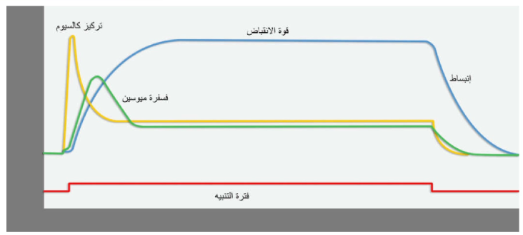 الشكل 13-29: مخطط يبين التغير في تركيز كالسيوم وفسفرة ميوسين و انقباض العضلات الملساء أثناء فترة التنبيه. لاحظ أنه بينما يستمر التنبيه وانقباض العضلة إلا أن فسفرة ميوسين لا تستمر بالمقدار نفسه.