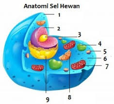  BAGIAN  SEL  HEWAN  BESERTA FUNGSI NYA  my biologi smart