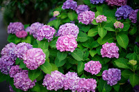 HEXANON AR 50mm F1.4　絞り：F1.4