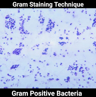 gram-positive-bacteria