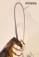 antenna, insect's antenna