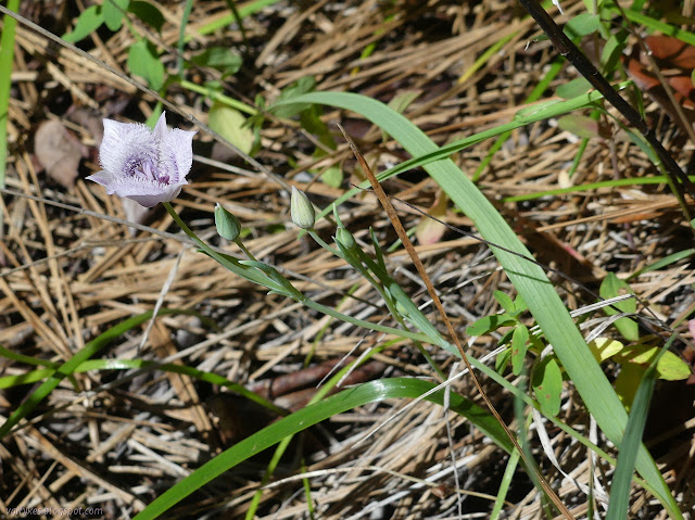 furry purple lilies