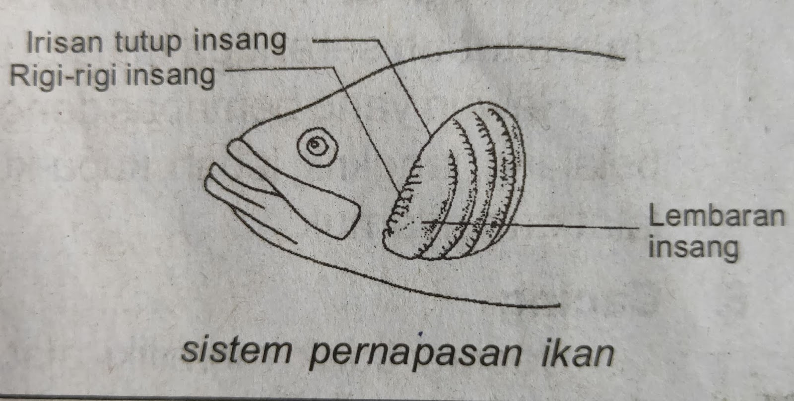  Apa  Saja  Organ Pernapasan Pada Hewan  PortalJawa