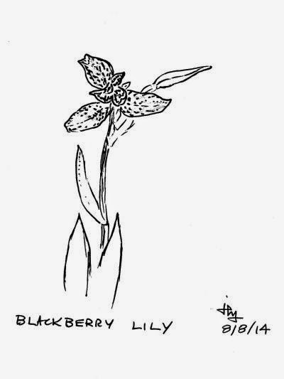 sketch of blackberry lily