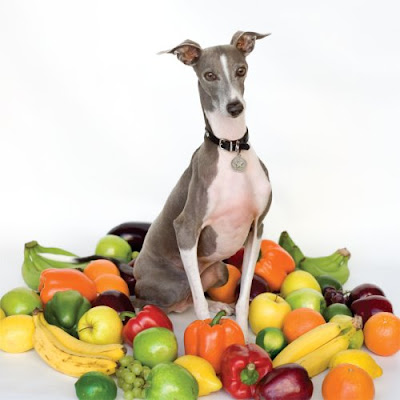 Italian Greyhound Dog Picture