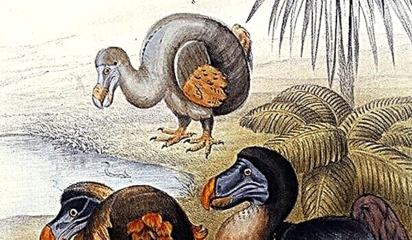 Dodo Animal Painting