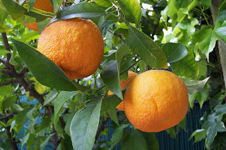Valencia-appelsin