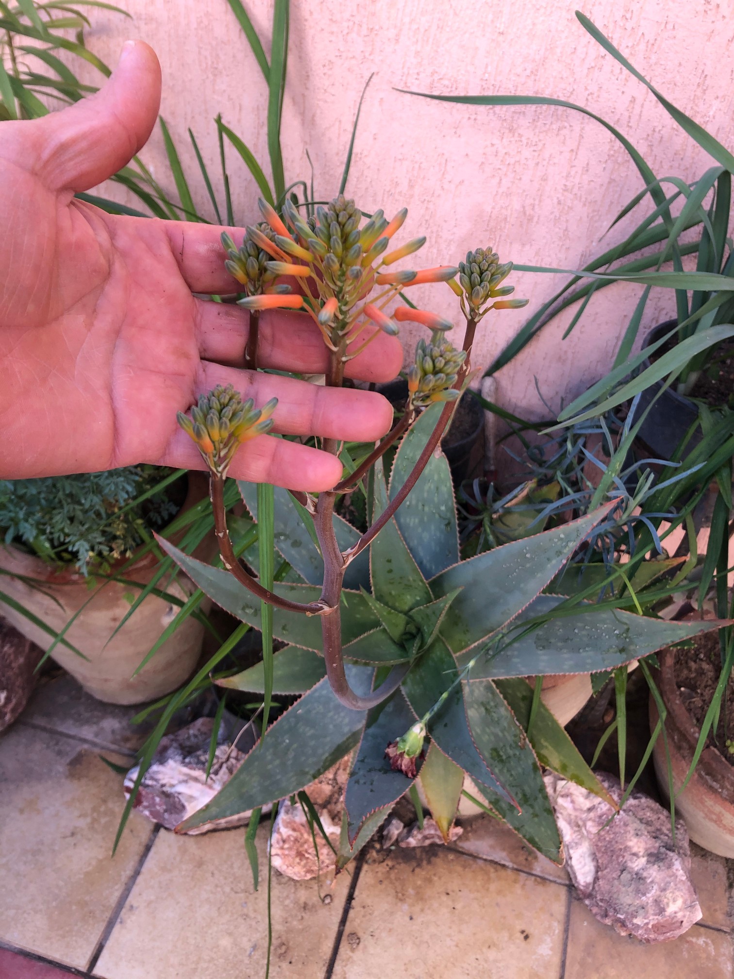 The Aloaceae family is very rich, with more than 500 species listed. Among them, coral aloe (Aloe striata). This amazing hardy and easy-to-grow succulent is equally eye-catching during the late winter and early spring with its beautiful  flowers