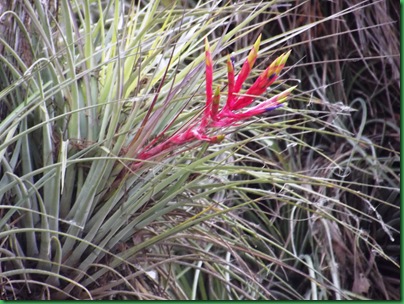 Gator Hook Trail 006