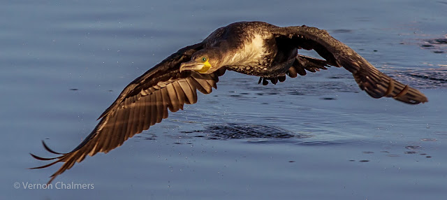 Cormorant Milnerton Lagoon / Woodbridge Island