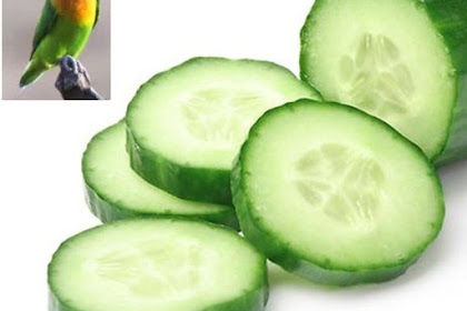 Manfaat Mentimun Untuk Lovebird: Menurunkan Birahi Lovebird