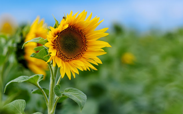 fotografia de girasoles en el campo