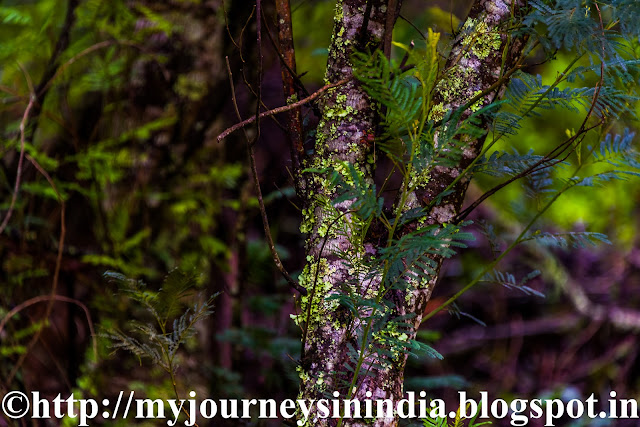 Green Lichens on top of Trees at Berijam Lake Kodaikanal