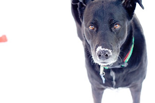 black dog with snow on nose