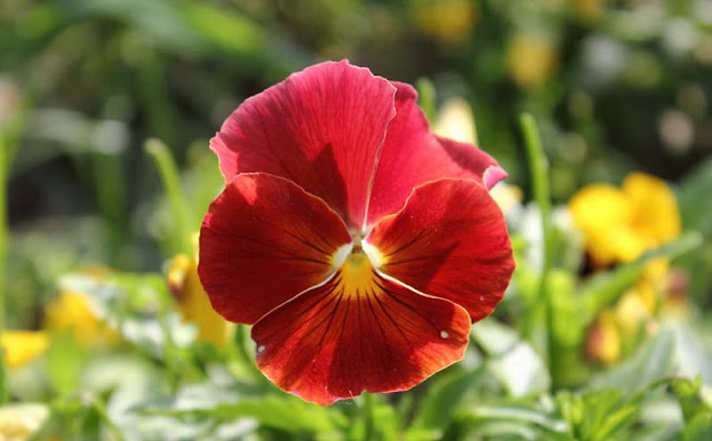 Pansy Flowers Pictures