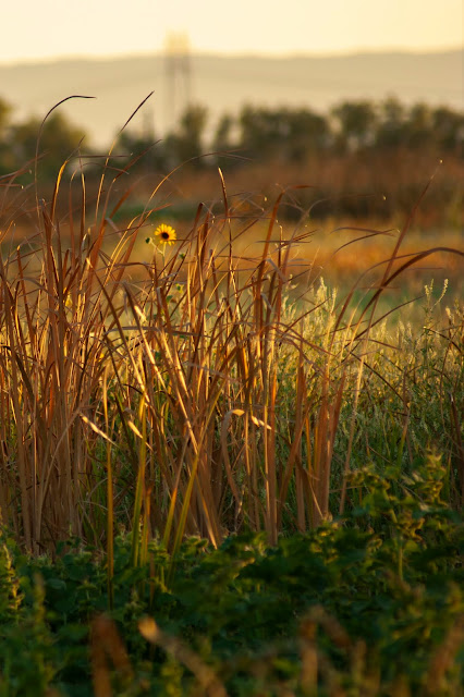 Davis, Summer, travel, flowers, farm, sunflowers, bees, yellow, California, art, photography, nature, outdoors, landscape