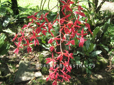 Renantera bella at OrchidBliss