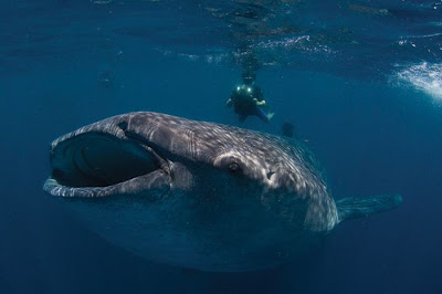 Sharks Up Close Seen On www.coolpicturegallery.us