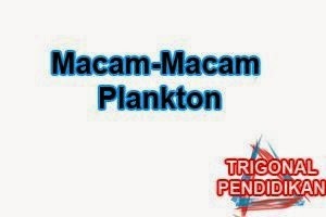 Macam-Macam Plankton