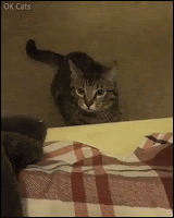 Funny Cat GIF • “Don't mess with me naughty hooman!” Angry kitty slapping human middle finger [ok-cats.com]