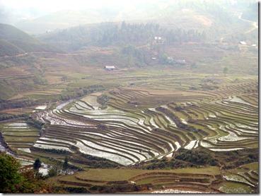 Sapa - Terraced rice fields