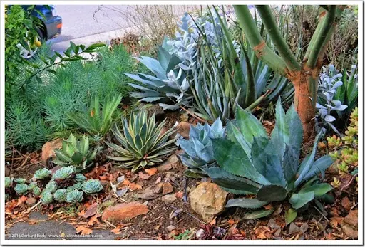 I showed you lot the progress together with recent changes happening inwards the front end yard  Succulents together with to a greater extent than exterior the front end yard fence