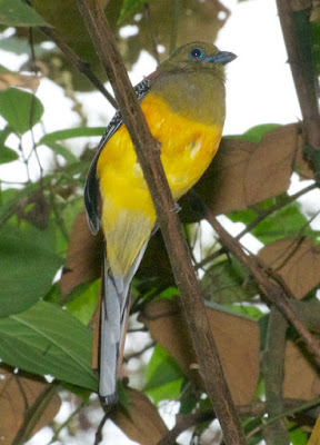 Orange-breasted Trogon (Harpactes oreskios)