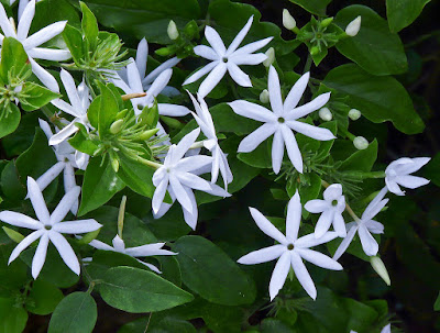 Jasminum multiflorum - Star jasmine care and culture
