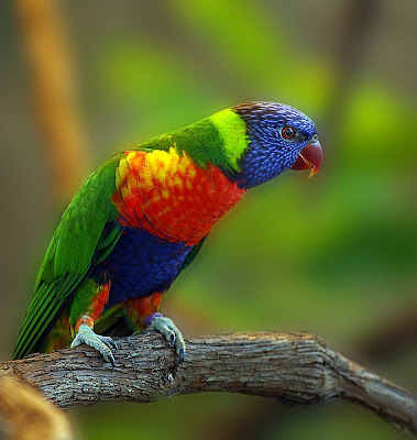 Cute Colorful Parrots Around the World