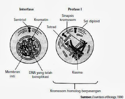 Tahap interfase dan profase I