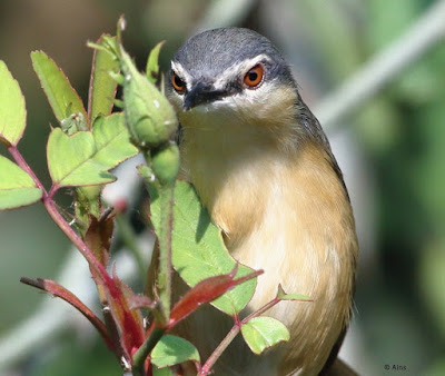 Ashy Prinia