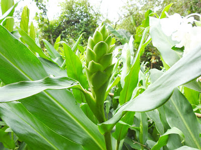 穗花山奈（野薑花）的花序