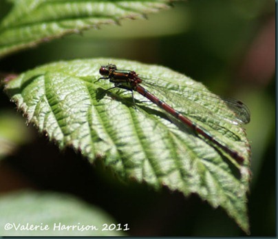 large-red-damselfly