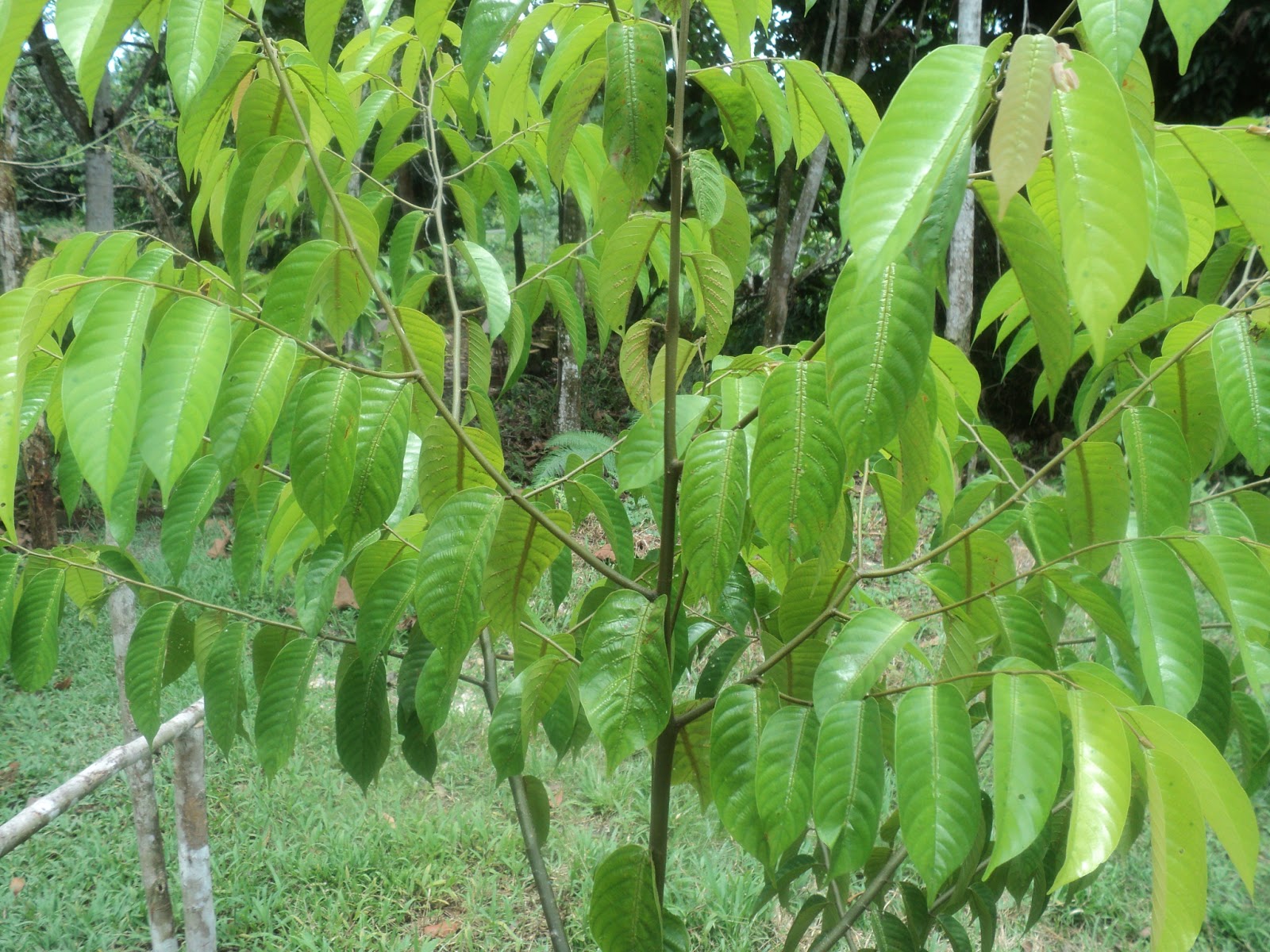 Belantara Borneo Mengenal Jenis Pohon  1 
