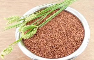 يعد دخن الإصبع أيضاً مصدراً ممتازاً للكالسيوم الطبيعي
