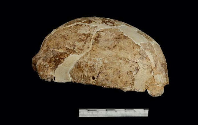 Вид сбоку окаменелости плейстоценового черепа, обнаруженной в пещере Ред-Дир.