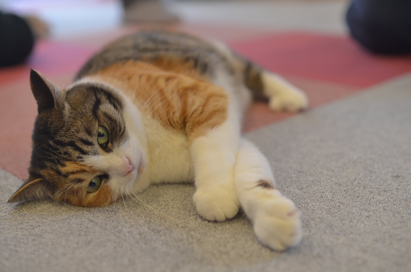麻生 猫カフェ福猫茶房 しもんのブログ
