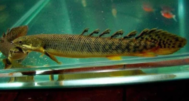 Polypterus Palmas