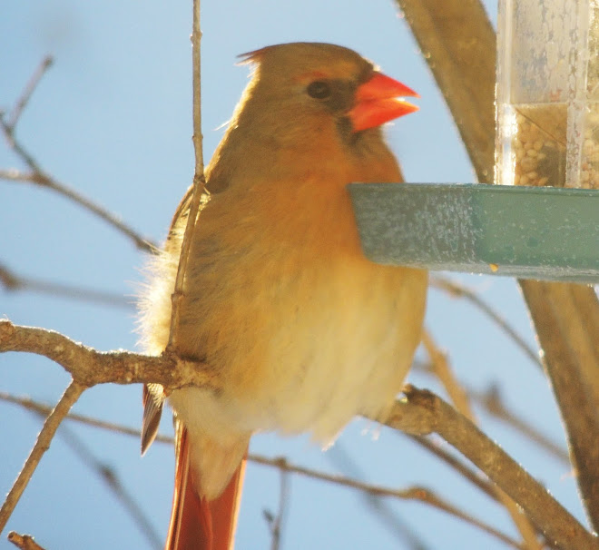 Female Northern Cardinal