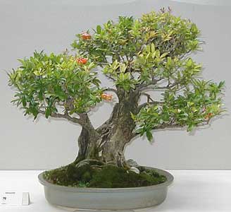 Como podar un bonsai