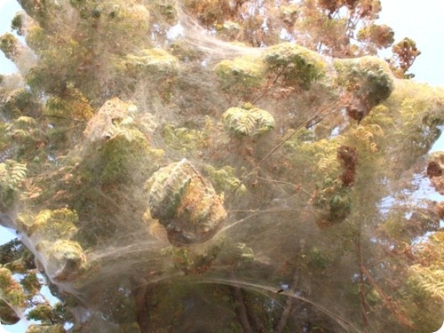 Spider cocoons in Sindh 6