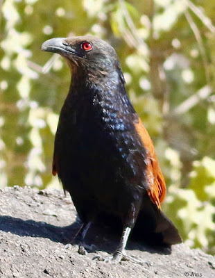 "Greater Coucal - Centropus sinensis, sitting on a rock looking elegant with its flaming red eyes and black and brown  feathers."