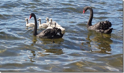 Swanfamily