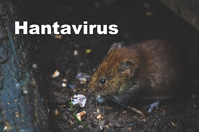 What is Hantavirus?  Symptoms of infection with the Hantavirus