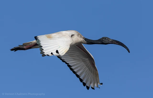 African Ibis in Flight Woodbridge Island, Cape Town