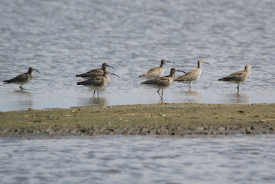 Regenwulp - Wetterwylp - Numenius phaeopus