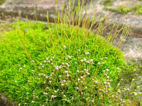 Moss Plants